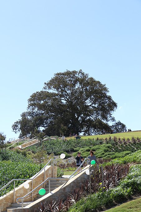 Emerald Hills Fig Tree Park