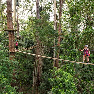 TreeTop Challenge - Place Design Group